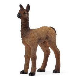 Llama Foal