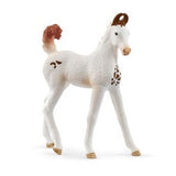 Marwari Foal