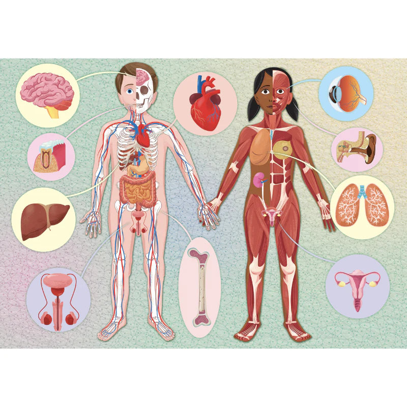Sassi The Ultimate Atlas and 3D Model Set - Human Body