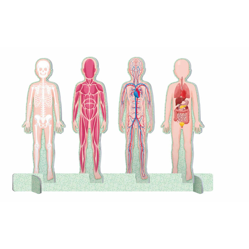 Sassi The Ultimate Atlas and 3D Model Set - Human Body