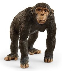 Chimpanzee