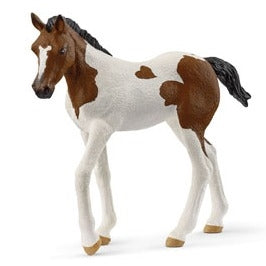 Paint Horse Foal