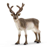 Reindeer