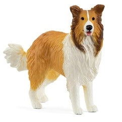 Collie