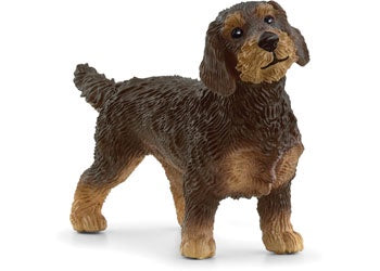 Wire-Haired Dachshund