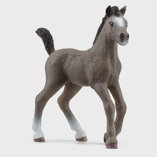 Selle Francais Foal