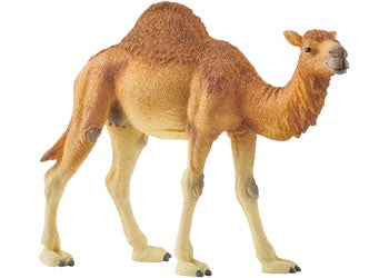 Dromedary Camel