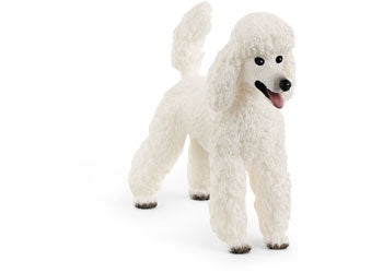 Poodle