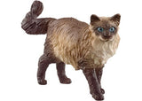 Ragdoll Cat