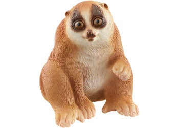 Slow Loris