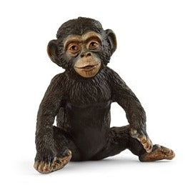 Chimpanzee Cub