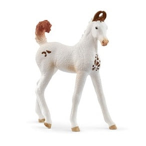 Marwari Foal