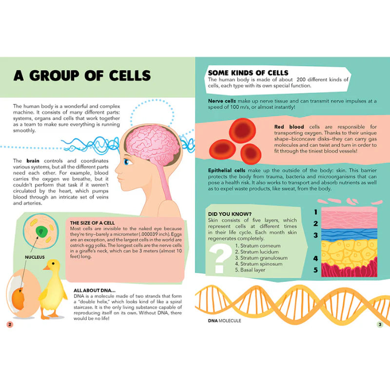 Travel, Learn and Explore Puzzle and Book Set - THE HUMAN BODY