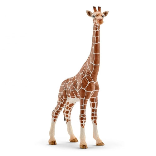 Giraffe female