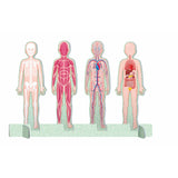 Sassi The Ultimate Atlas and 3D Model Set - Human Body