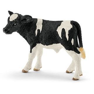 Holstein Calf