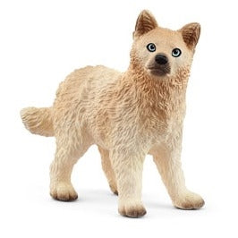Arctic Wolf Cub