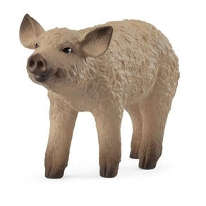 Mangalica Piglet