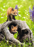 Curious Foxes Puzzle -  300 piece