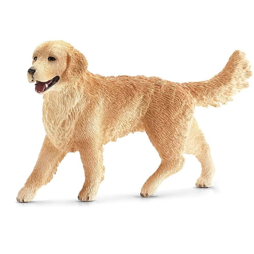 Golden Retriever female