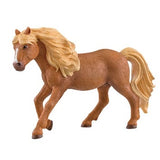 Iceland Pony Stallion