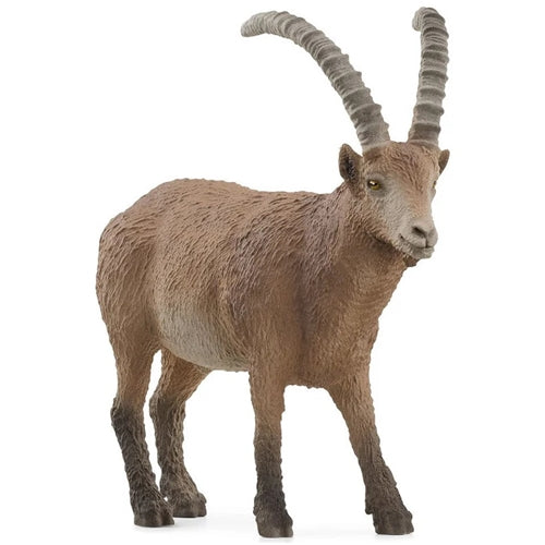 Ibex