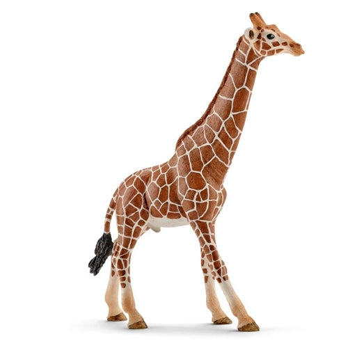 Giraffe male