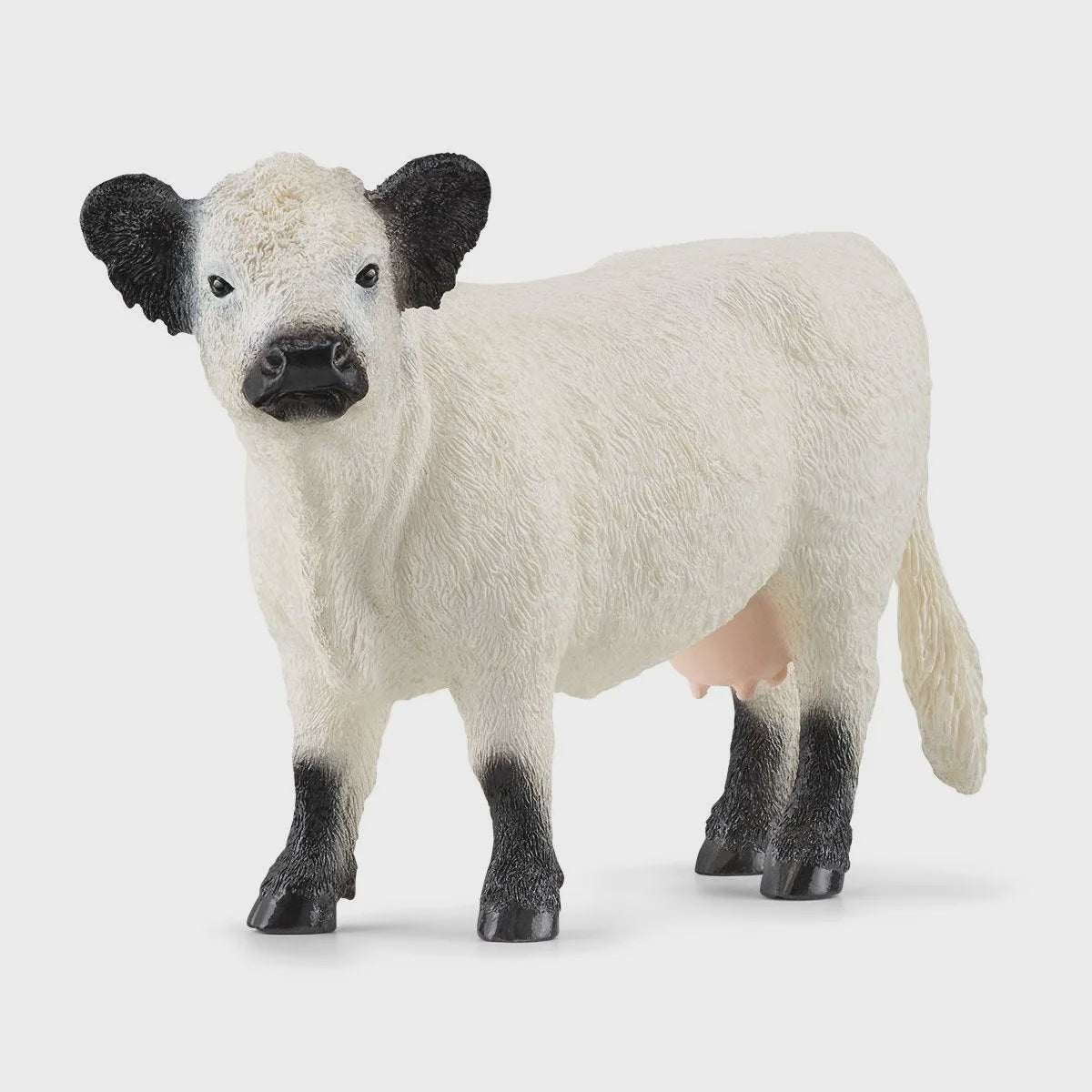 Galloway Cow