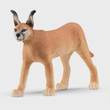 Caracal female