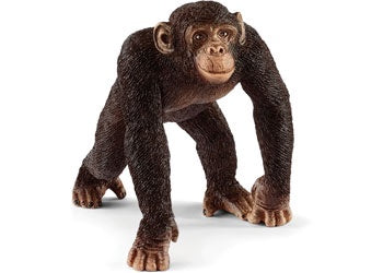 Chimpanzee male