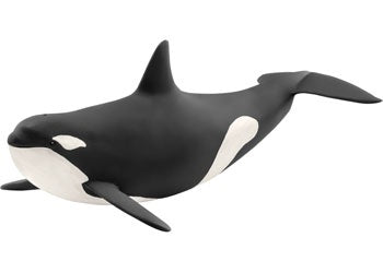 Killer Whale