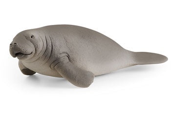 Manatee