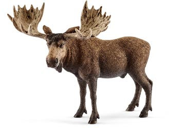 Moose Bull