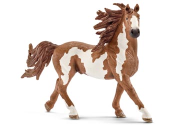 Pinto Stallion