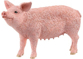 Pig