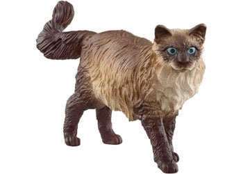 Ragdoll Cat