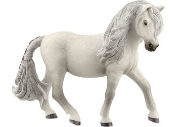 Iceland Pony Mare