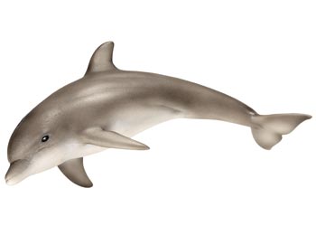 Dolphin