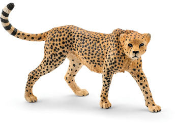 Cheetah female