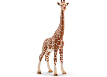 Giraffe female