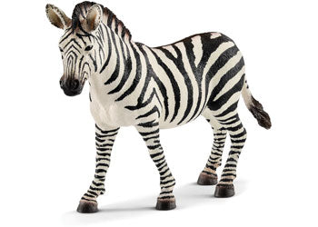 Zebra female